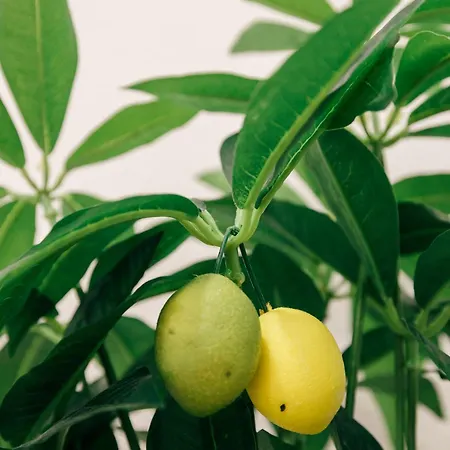 Hébergement de vacances Tree House - Casa Limoeiro Quinta do Conde