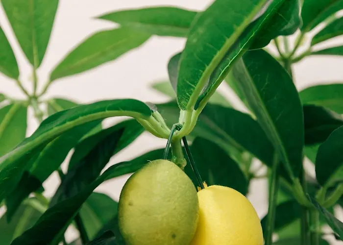 Дом отдыха Tree House - Casa Limoeiro Quinta do Conde